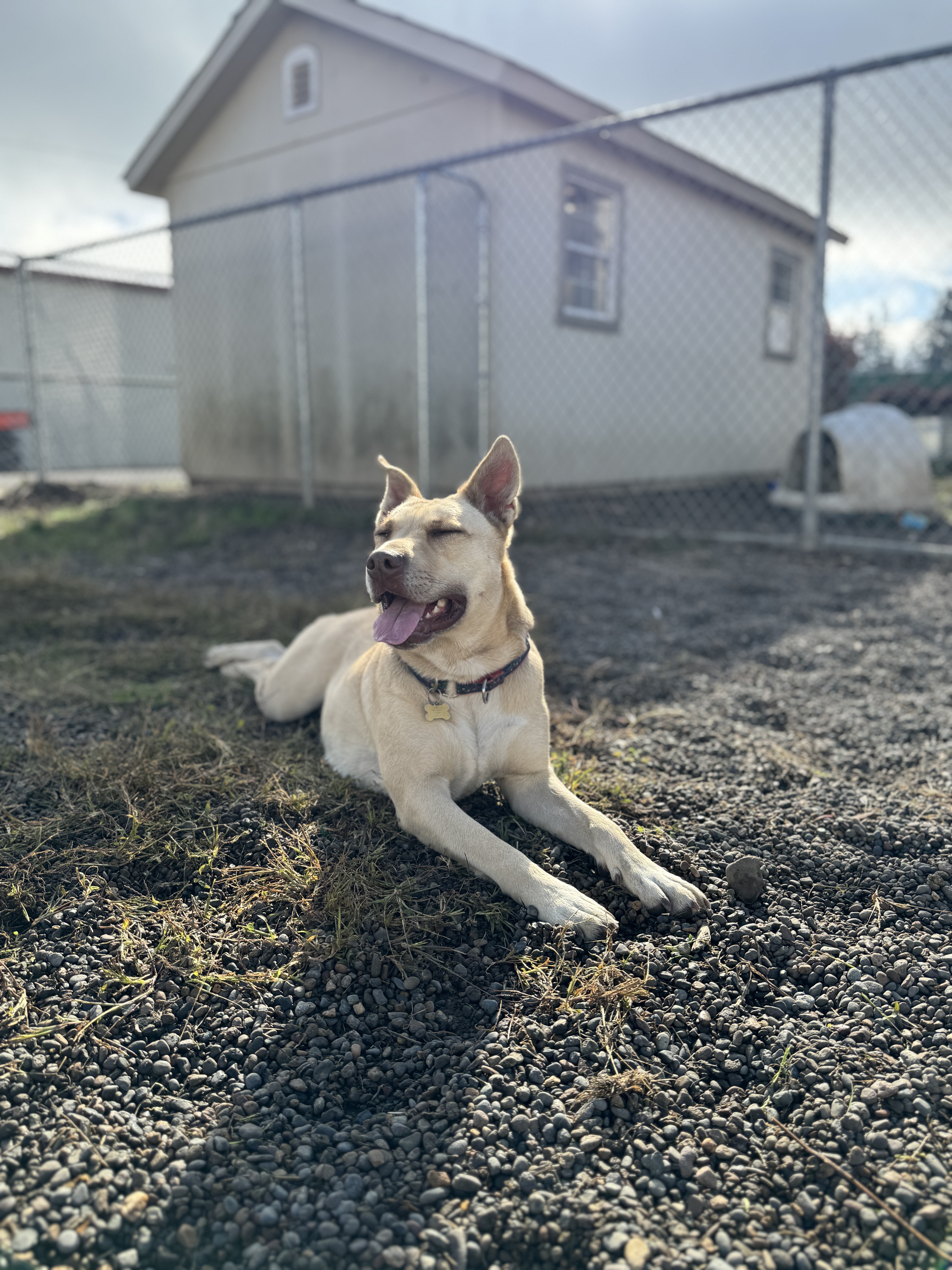 Change the Lives of Troubled Youth & Shelter Dogs