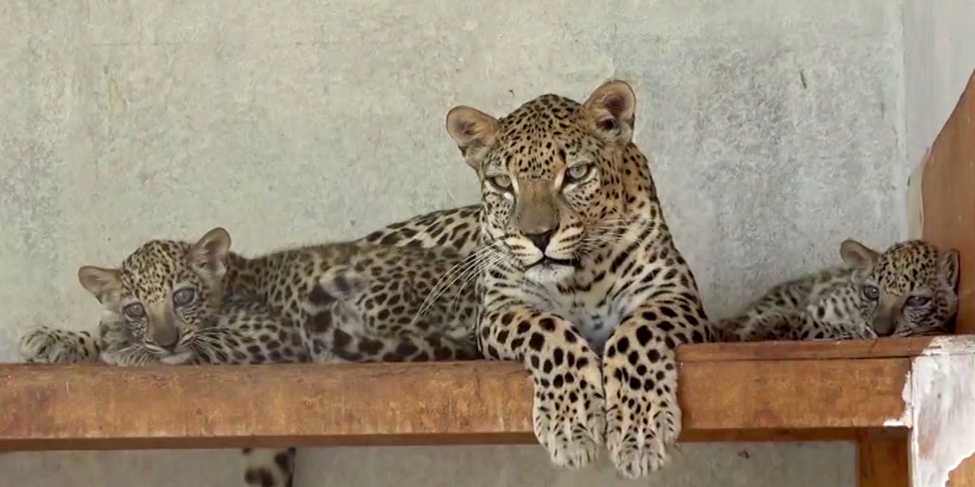 Emergency intervention to assess and conserve the