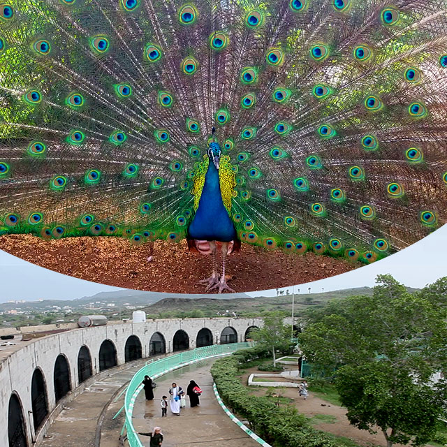 Emergency intervention to save animals in zoos