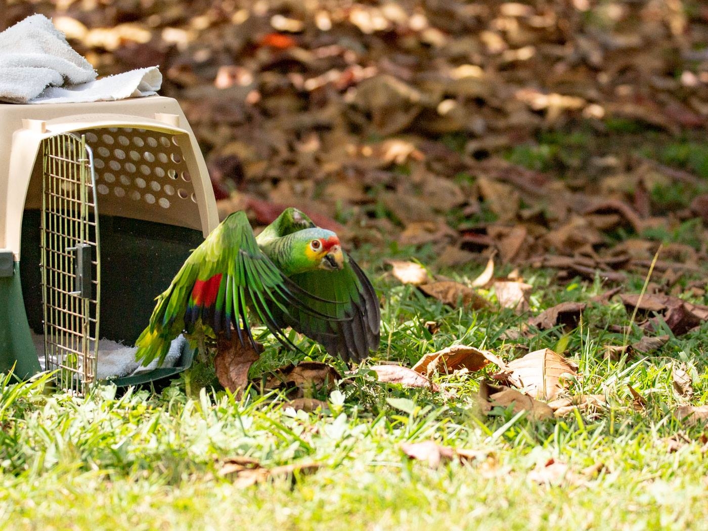 BBR's New Truck Fund: Even birds need wheels!