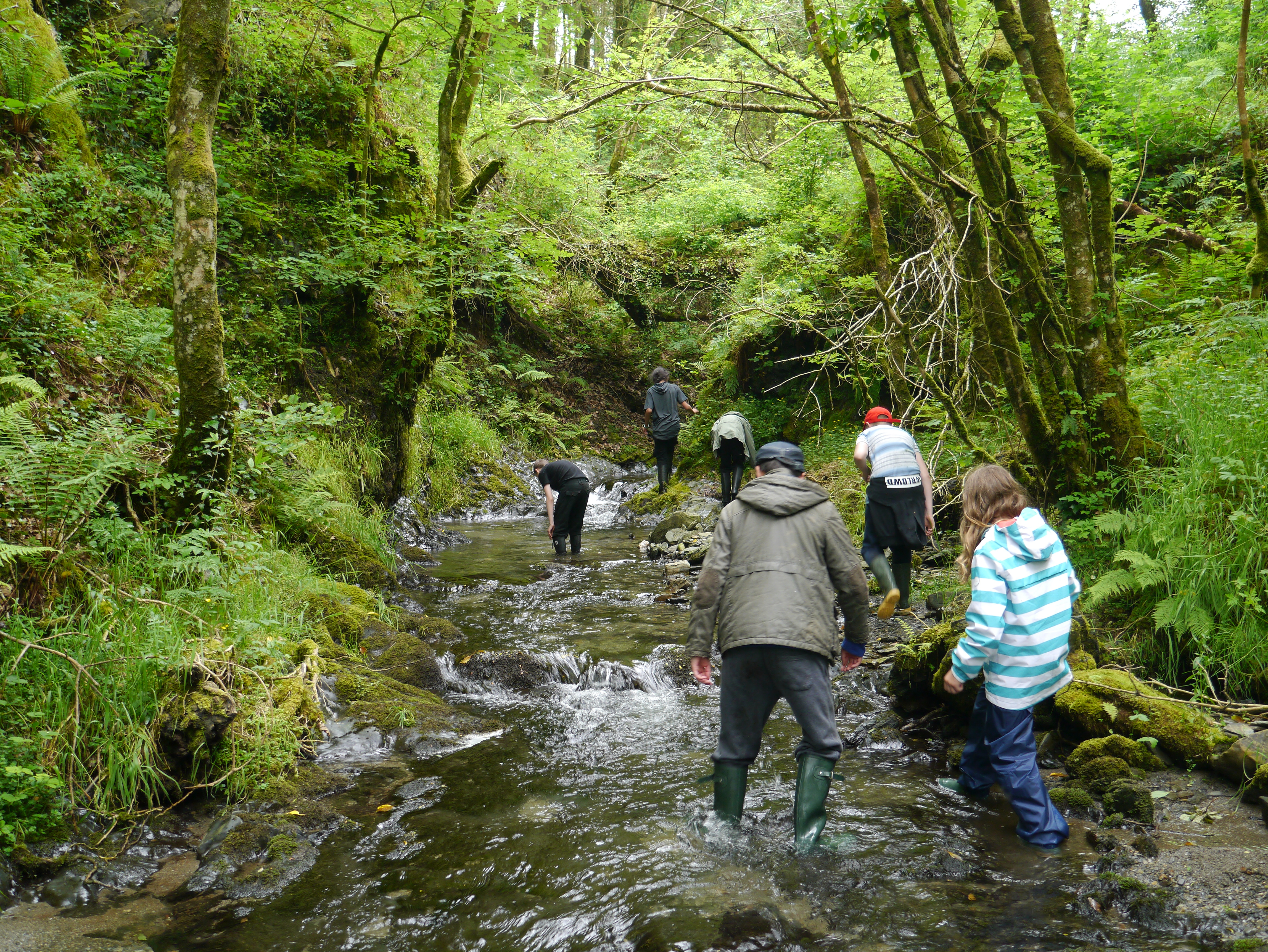 Coetir Anian - Cambrian Wildwood