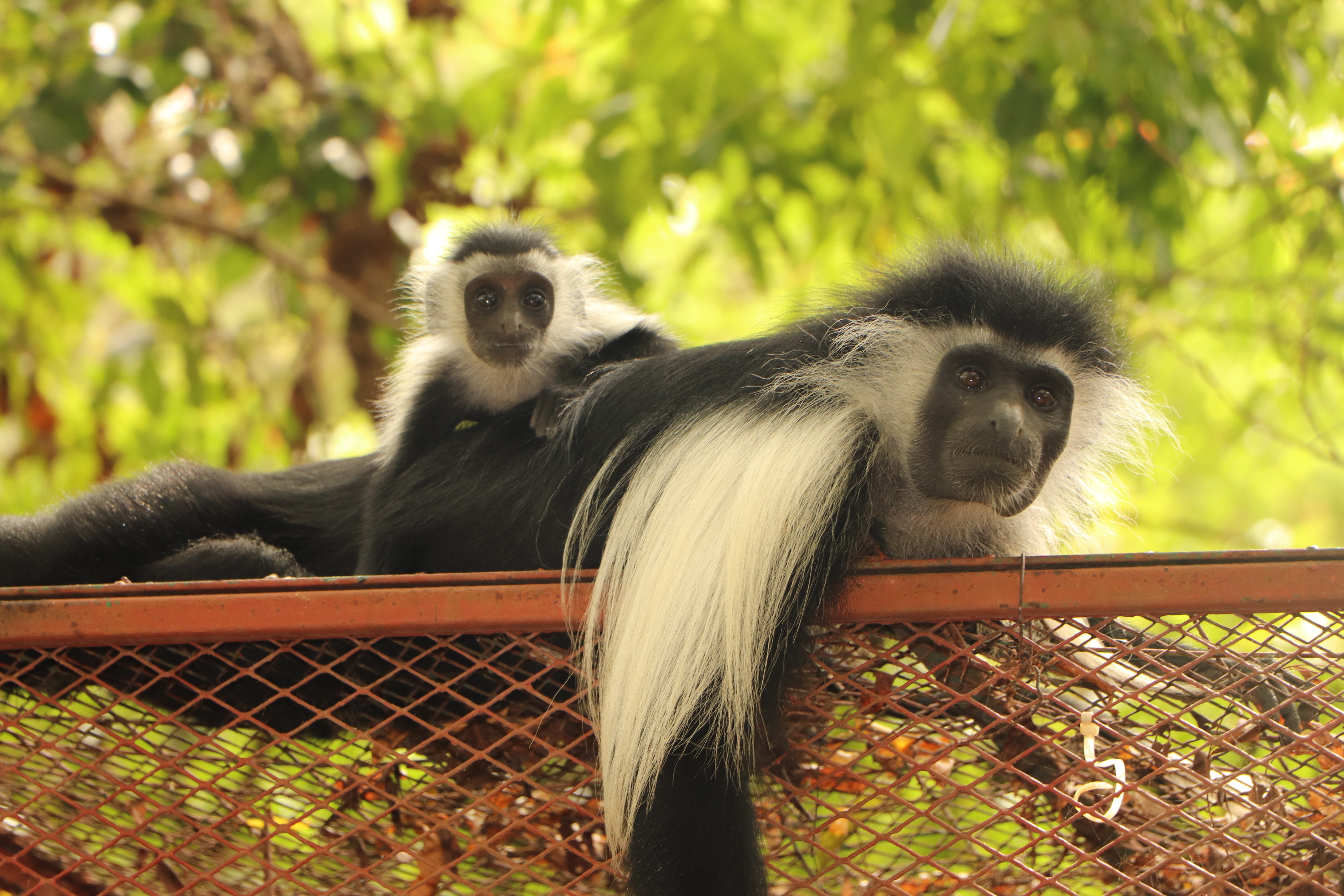 Help Save Primates and their Habitat