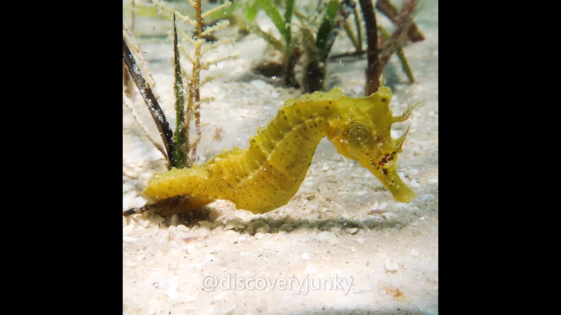 Save the Seahorses of Mozambique