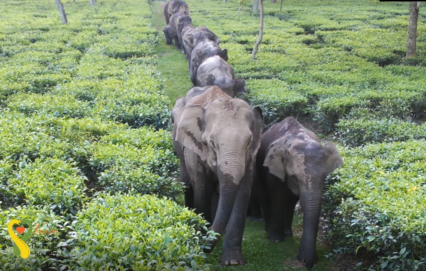 Saving 500 Elephants from Electrocution
