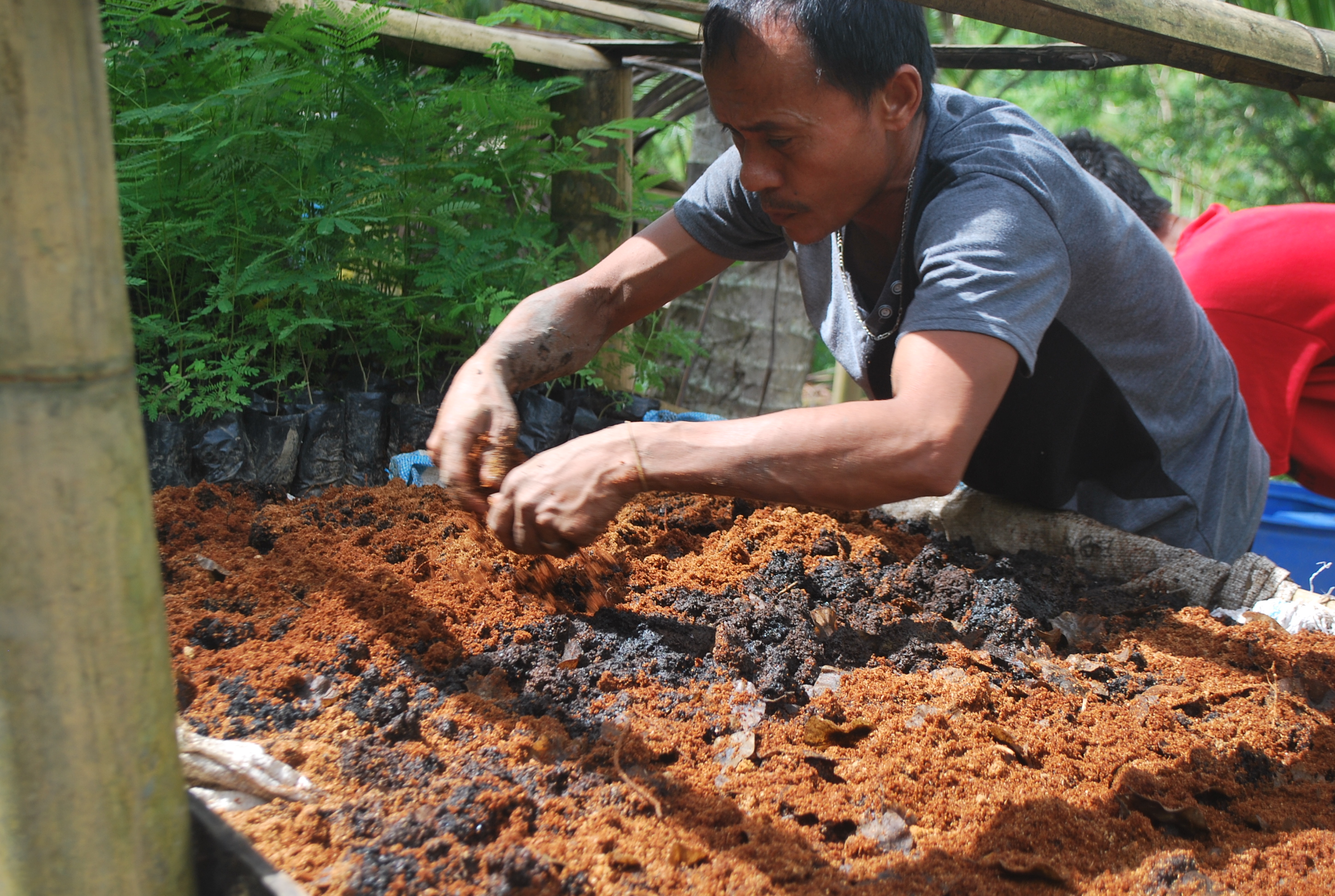 Tree Growing to Save the Planet