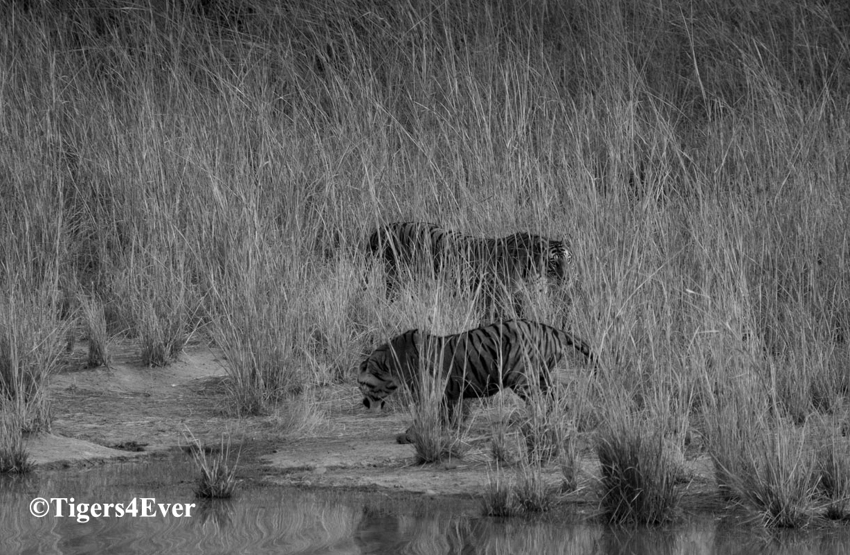 Water for Bandhavgarh's Tigers - Urgent Repairs