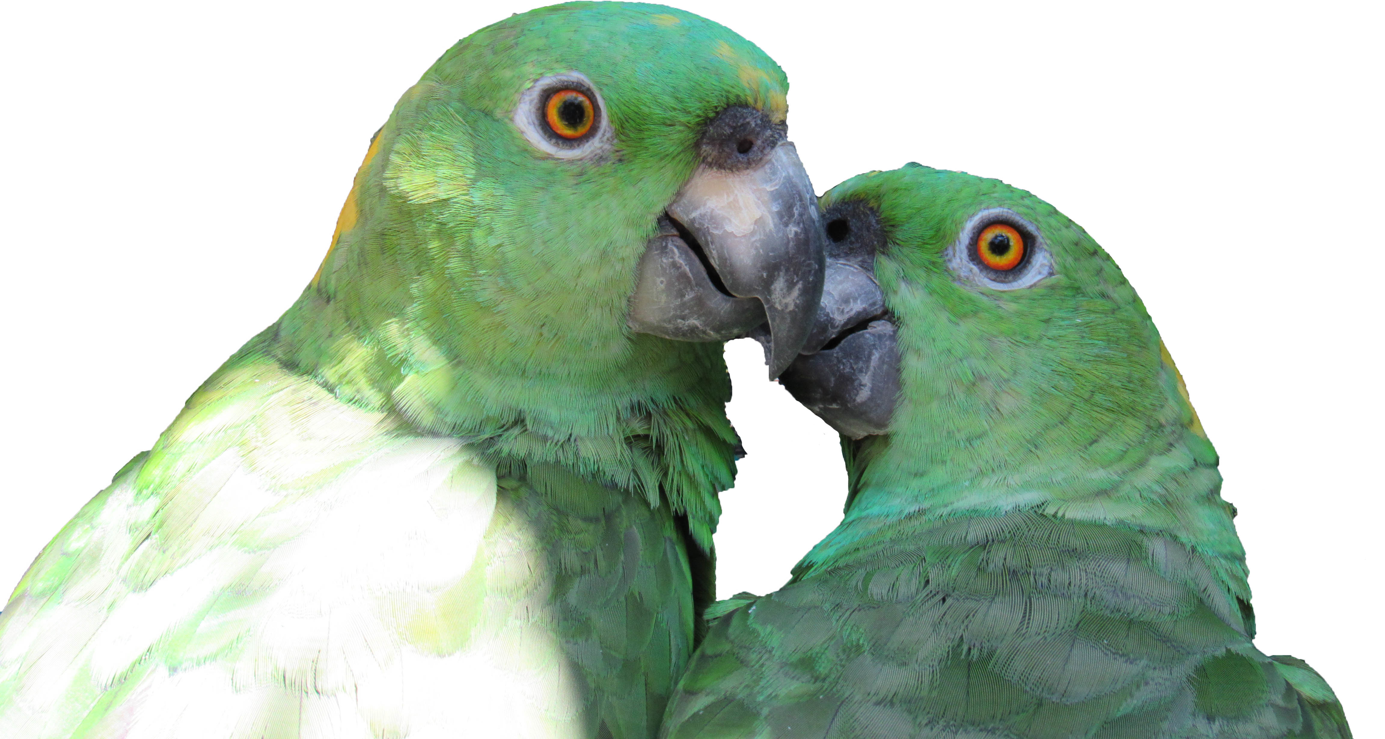 Protecting Nests! Parrot Conservation in Guatemala
