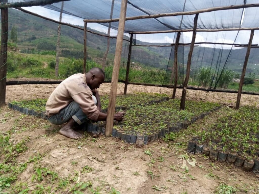 Plant 40,000 Trees In Northern Rwanda