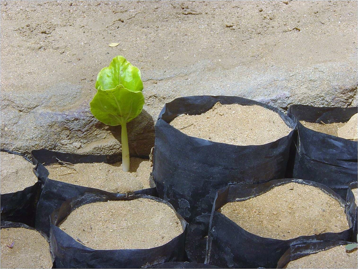 Healing the Desert with Trees in Darfur