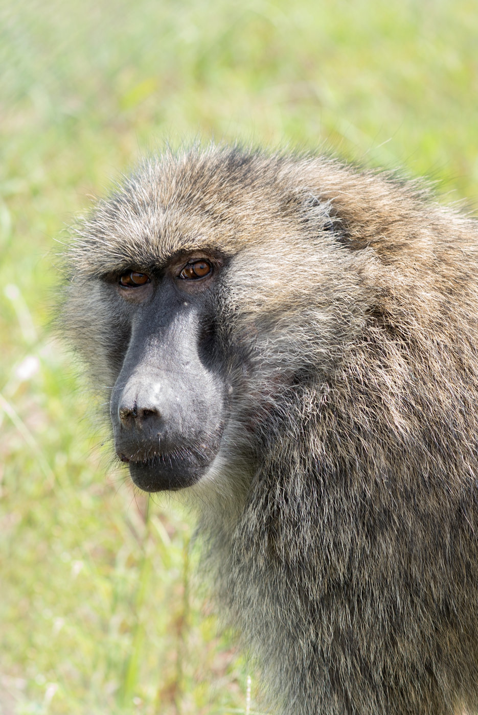 Fruit Trees for Retired Primates