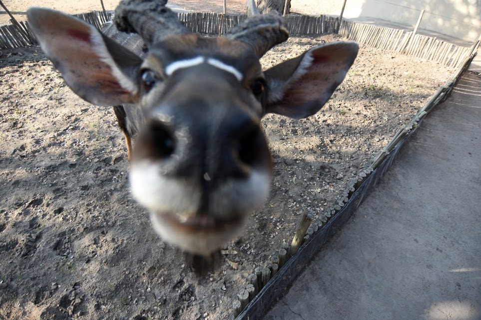 Help Nyalou get the vet care he needs!