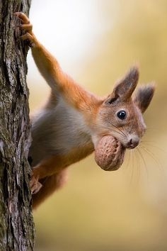 WILDLIFE RECOVERY & EMERGENCY PREPAREDNESS