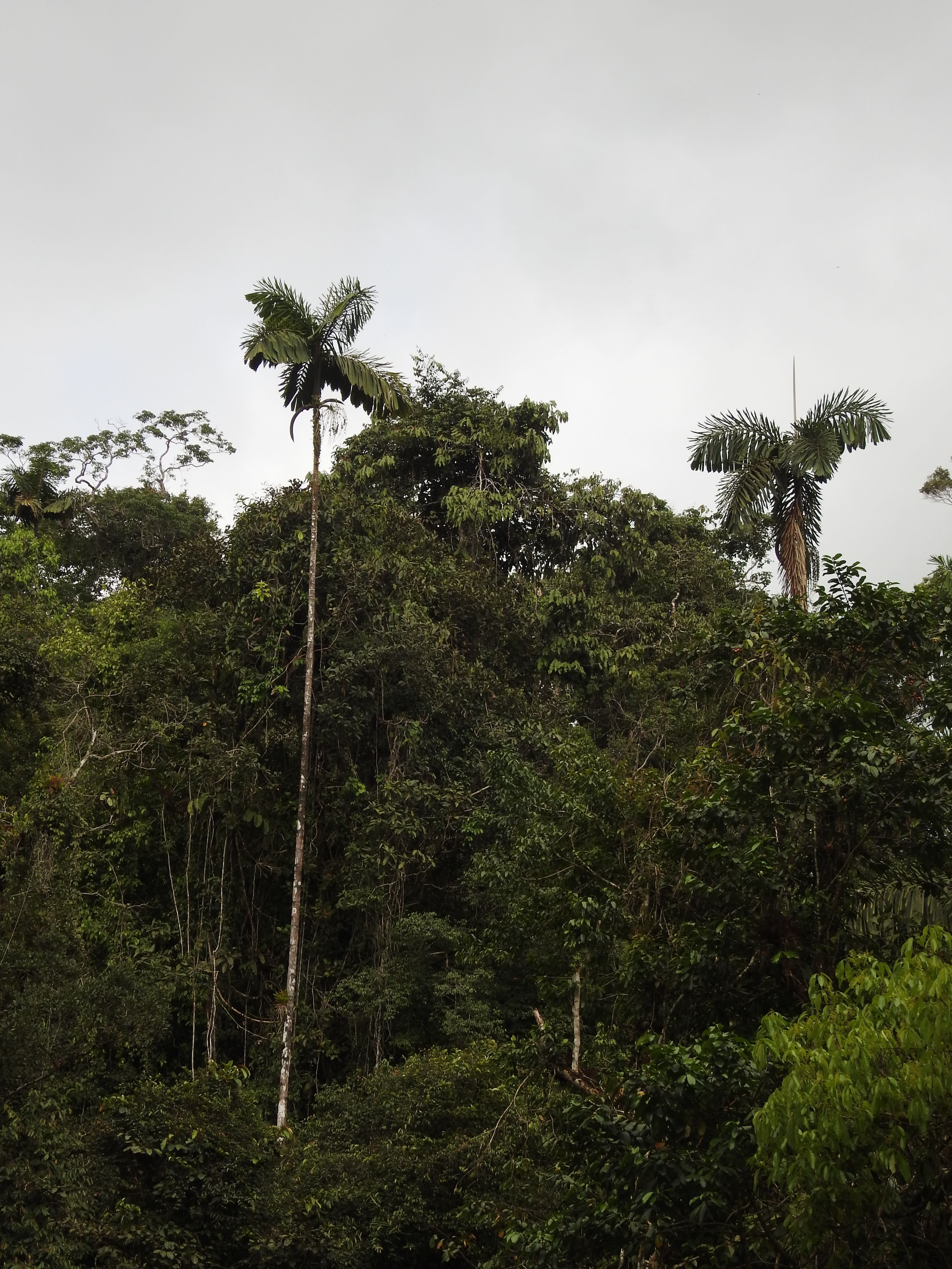 Conservation action in an Andean diversity hotspot