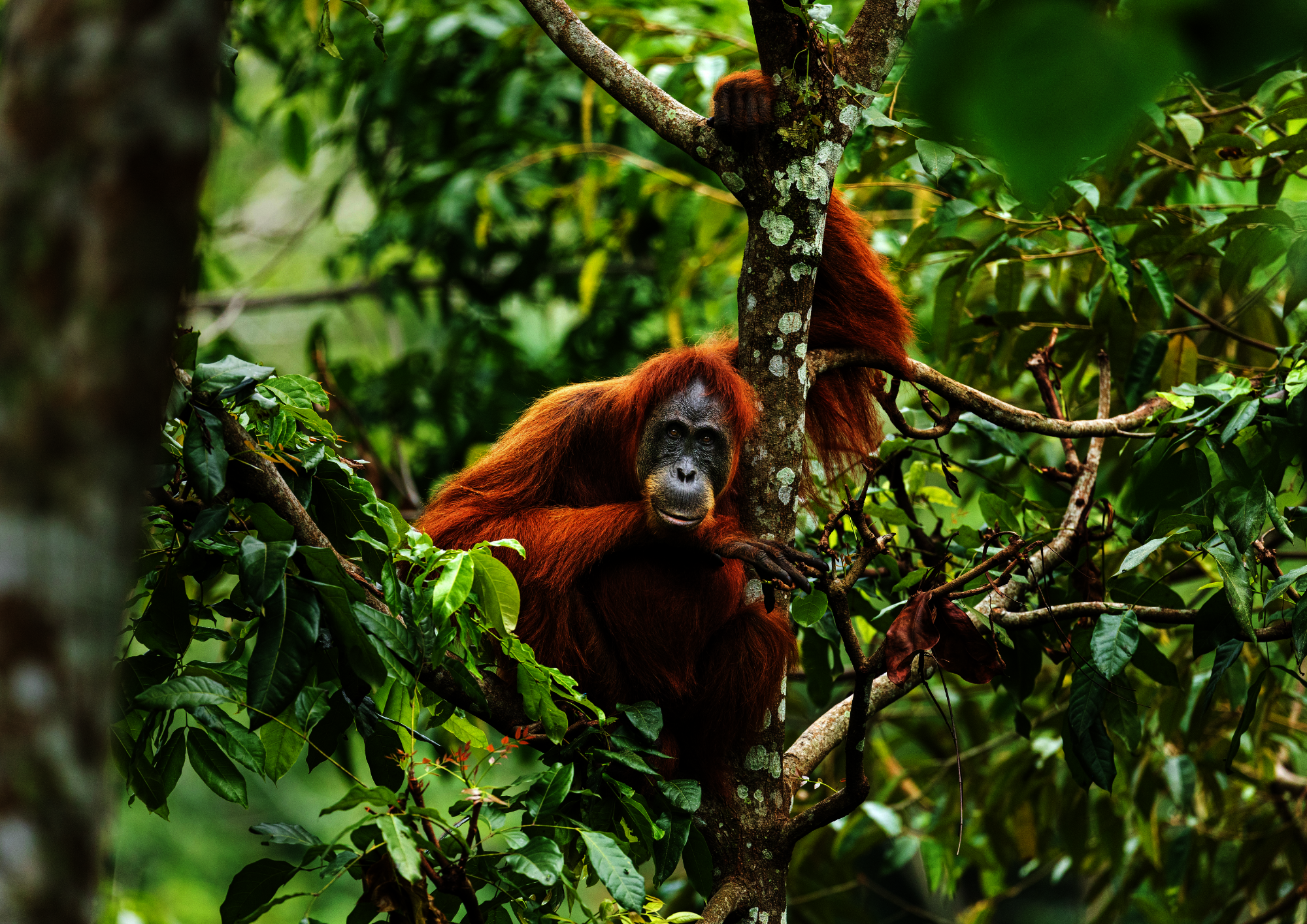 Help Orangutans Thrive by Rewilding Their Forests