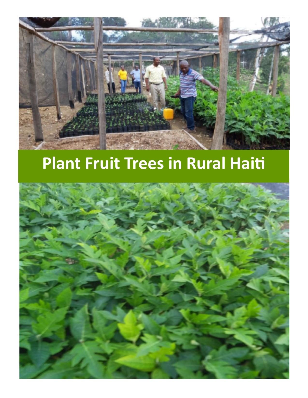 Provide fruit trees to 300 rural farmers in Haiti