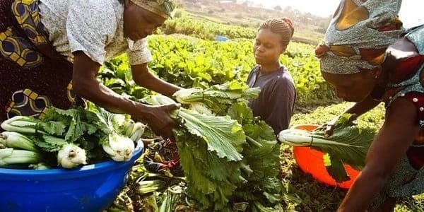 FIGHT HUNGER & FOOD INSECURITY IN S/EAST, NIGERIA