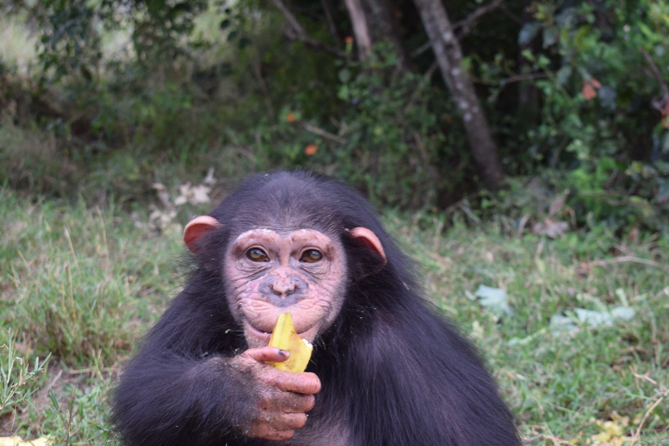 Help Baran, a four-year-old Chimpanzee!
