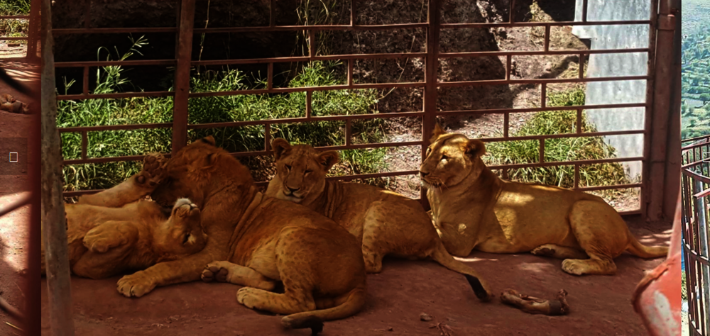 IBB ZOO EMERGENCY RESCUE MISSION, Yemen