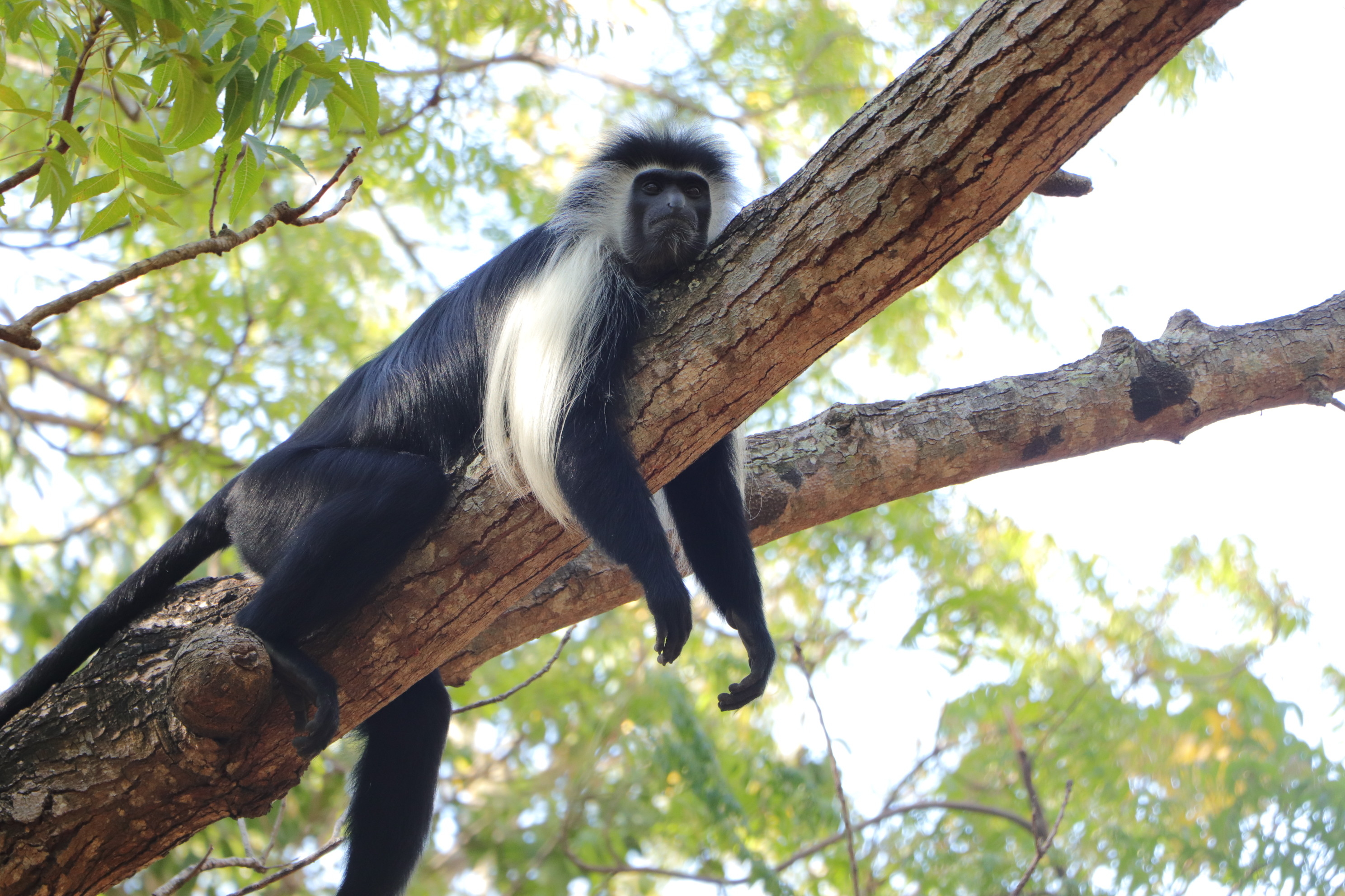 Emergency Appeal For Primate Rescue Center