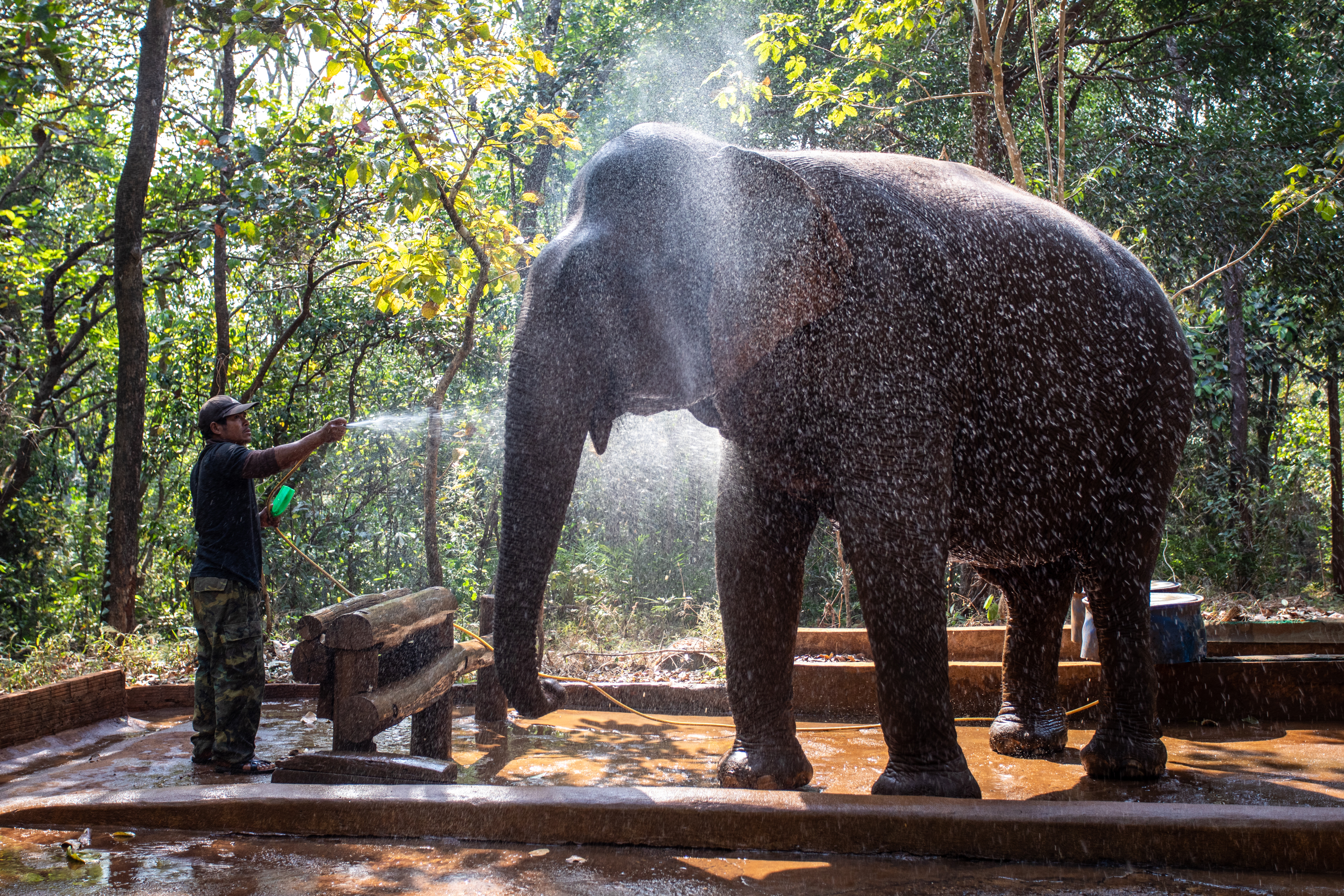 Sponsor an elephant @ The Elephant Valley Project