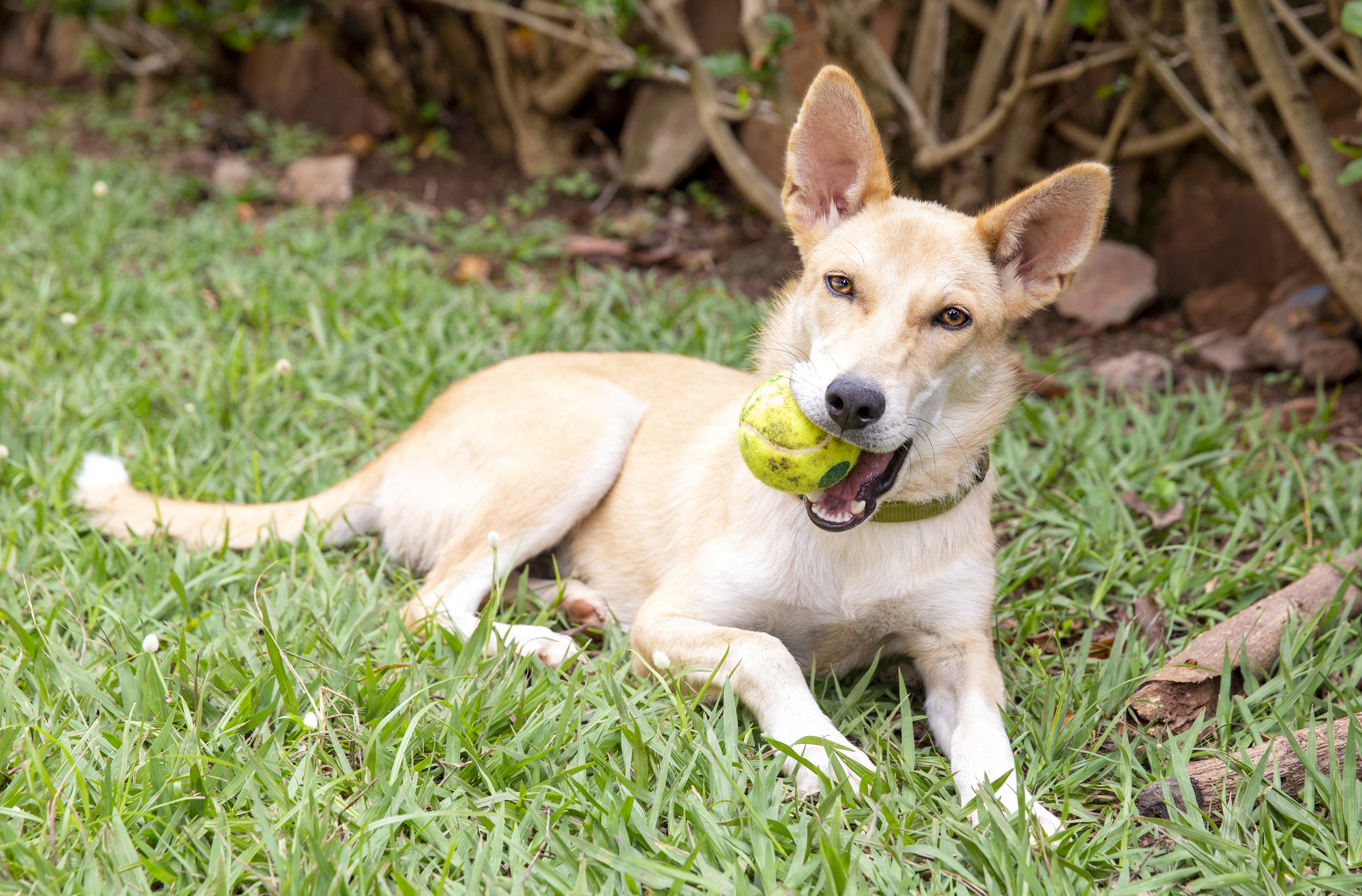 This giving Tuesday, give WAG rescue dogs a treat!