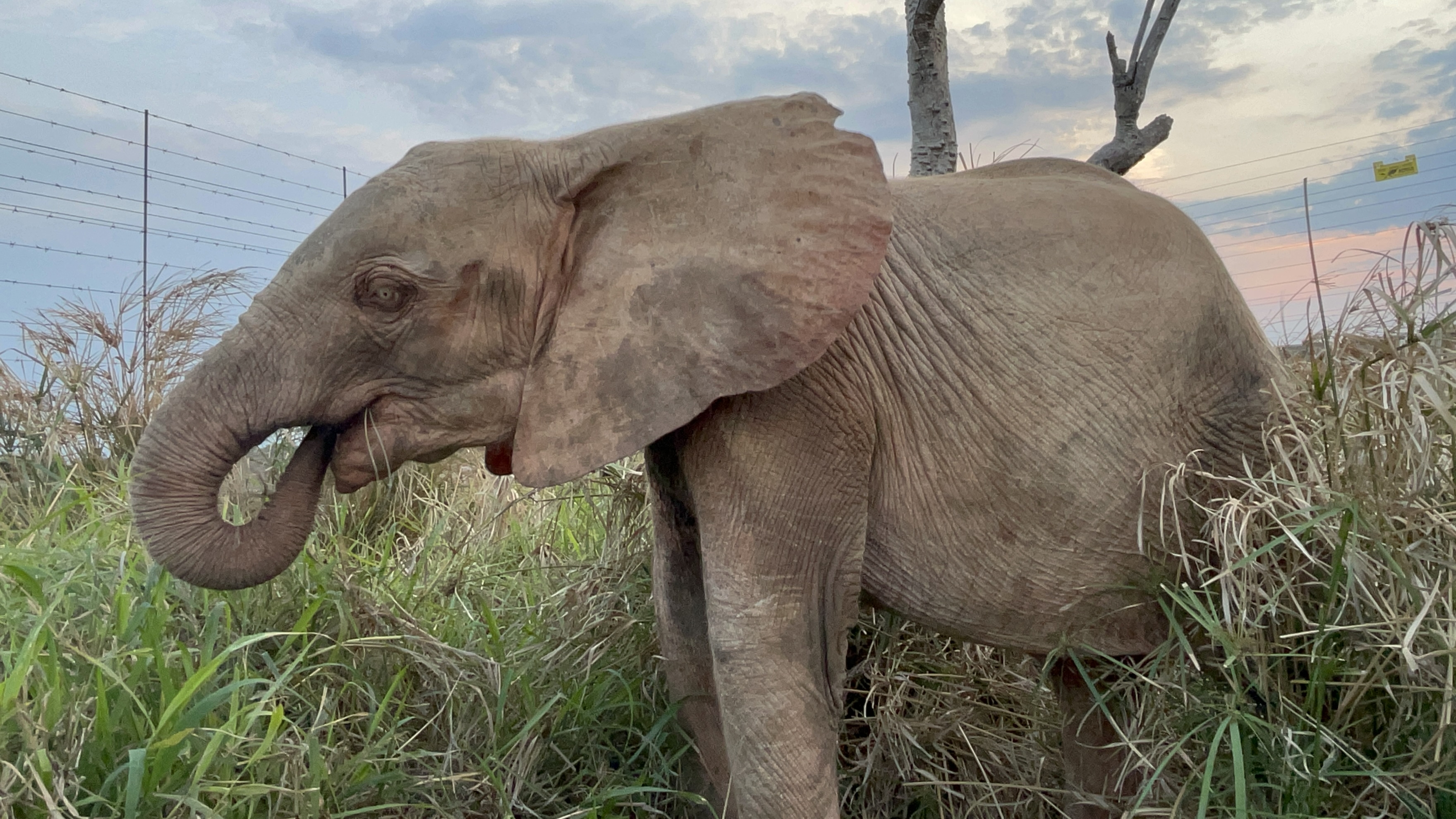 Raise Khanyisa Orphaned Elephant Snaring Survivor