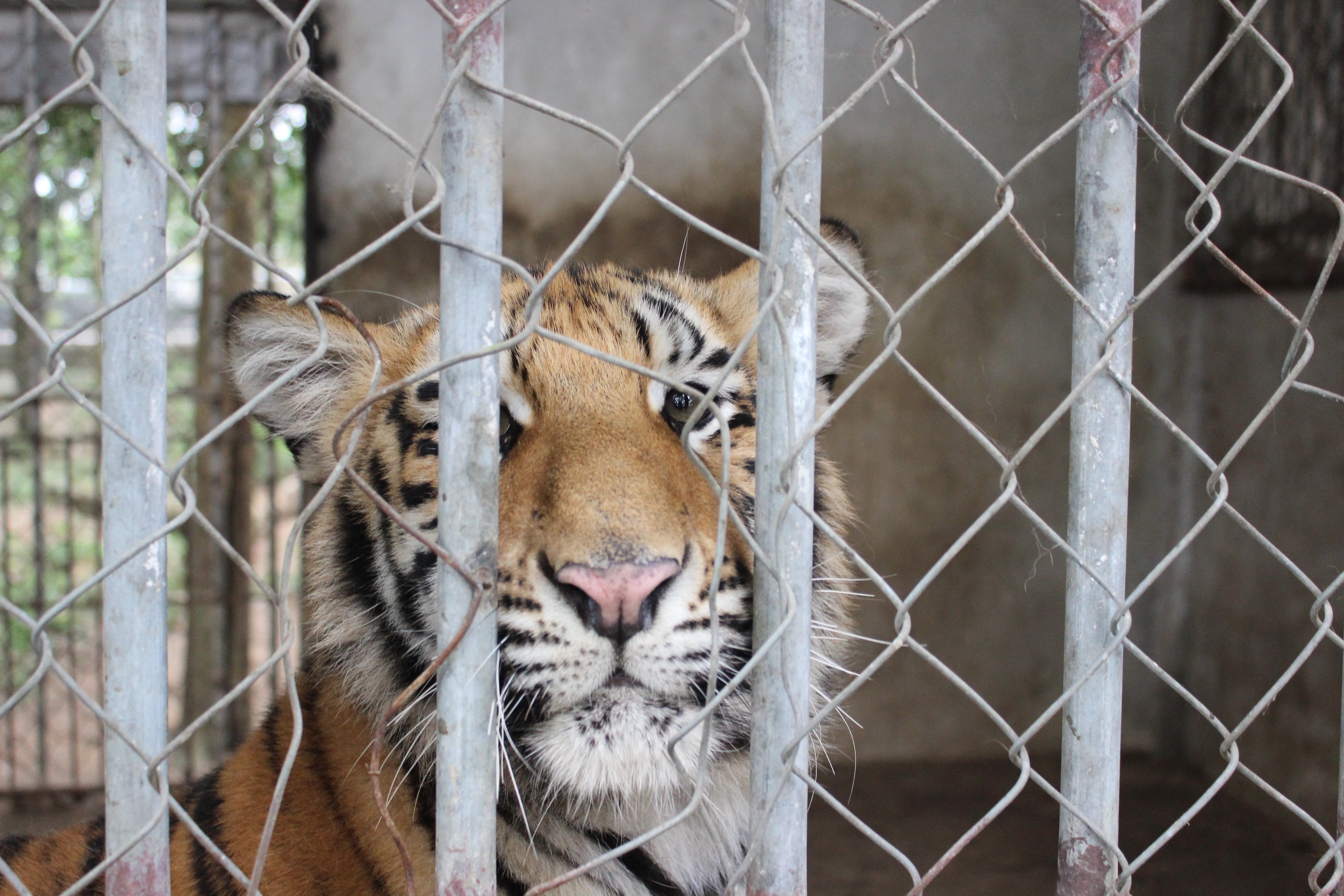 Protect Endangered Wildlife Against Exploitation