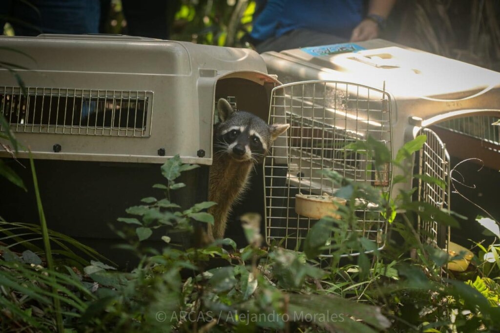 Save Guatemalan Wildlife and Biodiversity!!!