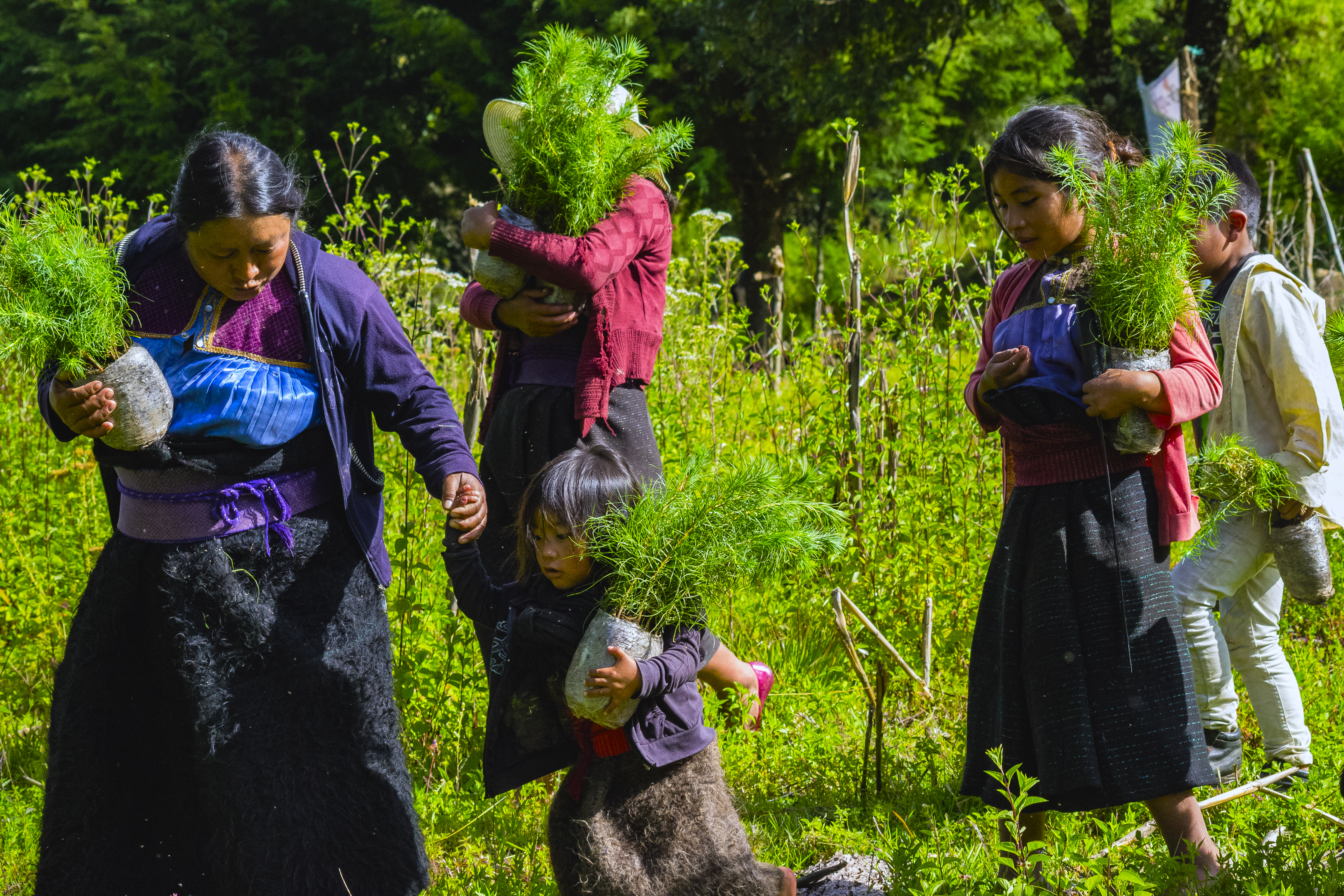 Planting trees for people and birds