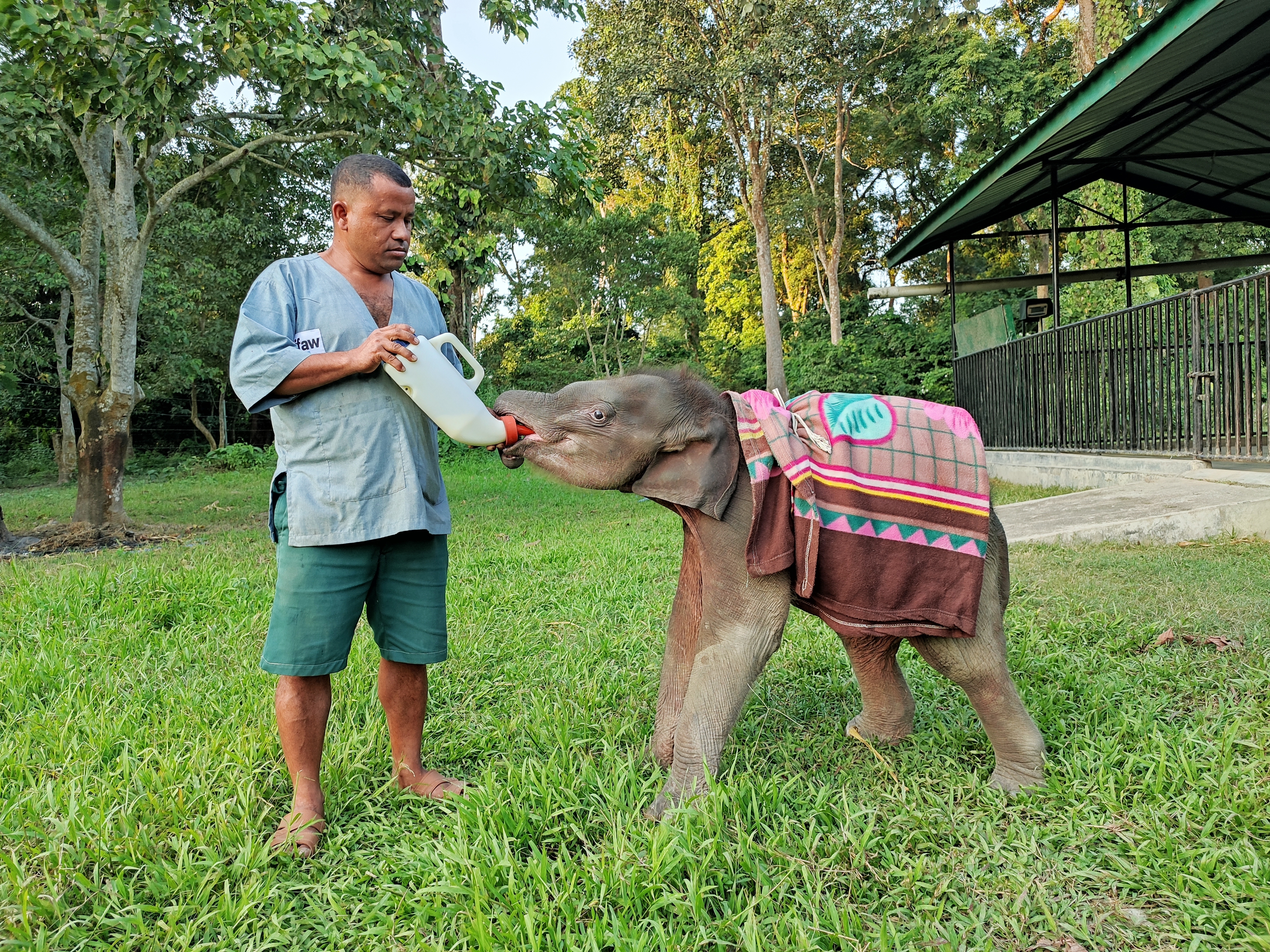 Help save orphaned elephant babies in India