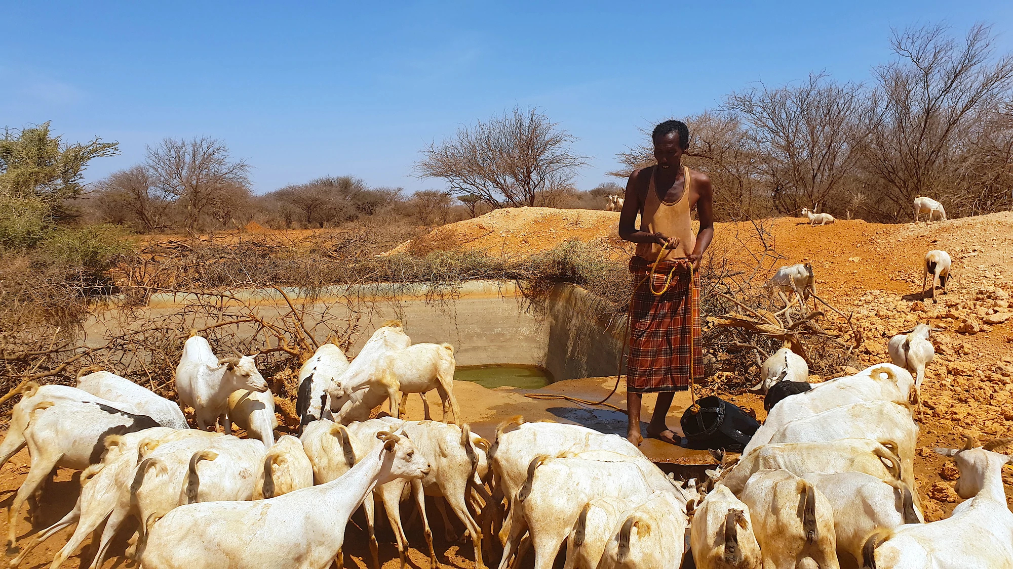 Restore livelihoods in drought-stricken Somalia