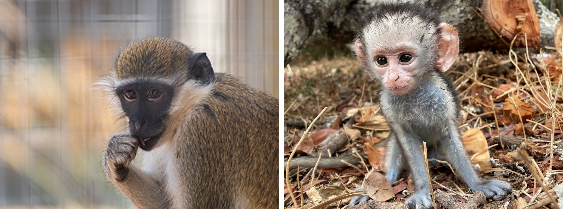 Rescue Monkeys from Lives of Abuse