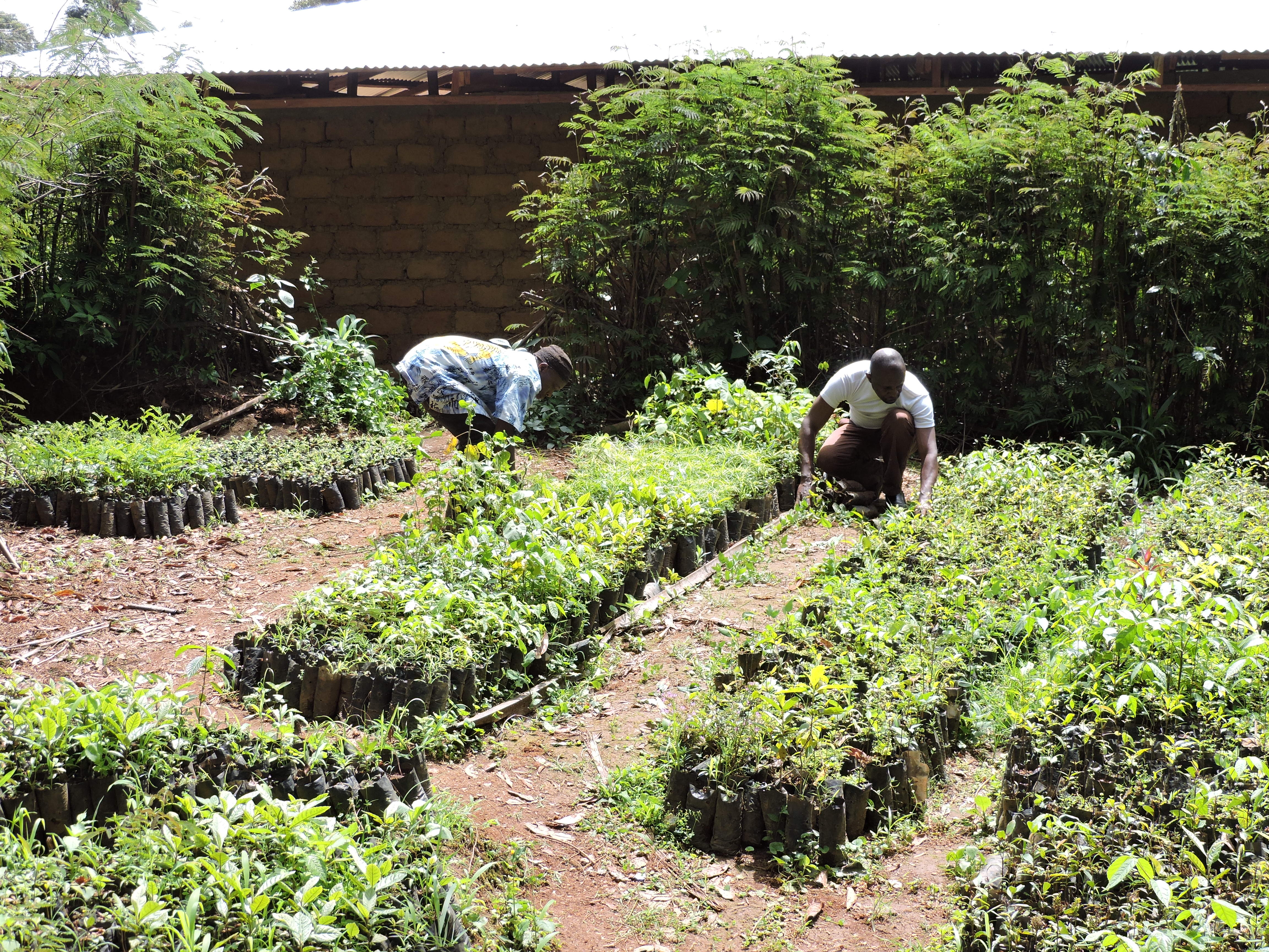 Plant 10,000 Trees to Combat Climate Change