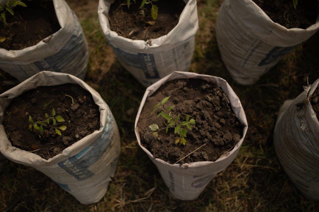 Indigenous Tree Nursery in Zimbabwe