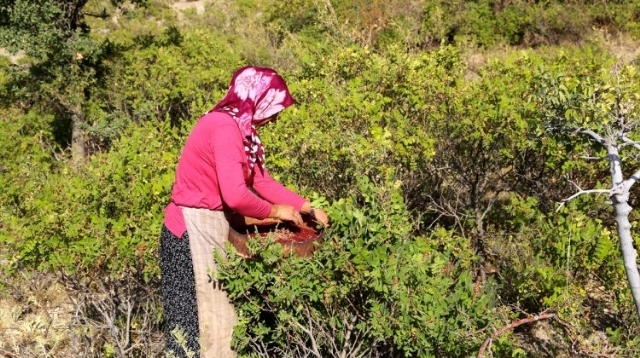 Support Women Empowerment with SUMAC