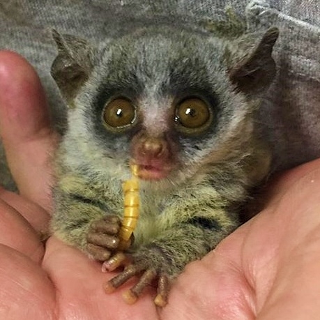 Help Feed Sick and Injured Wildlife