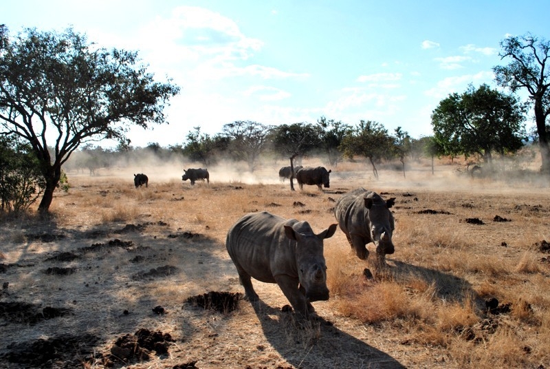 Getting between the Animals and the Poachers