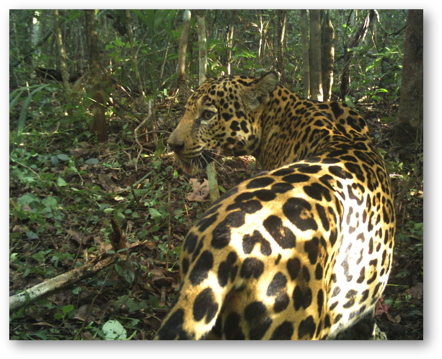 Roar for Yucatan: Jaguar Conservation Project