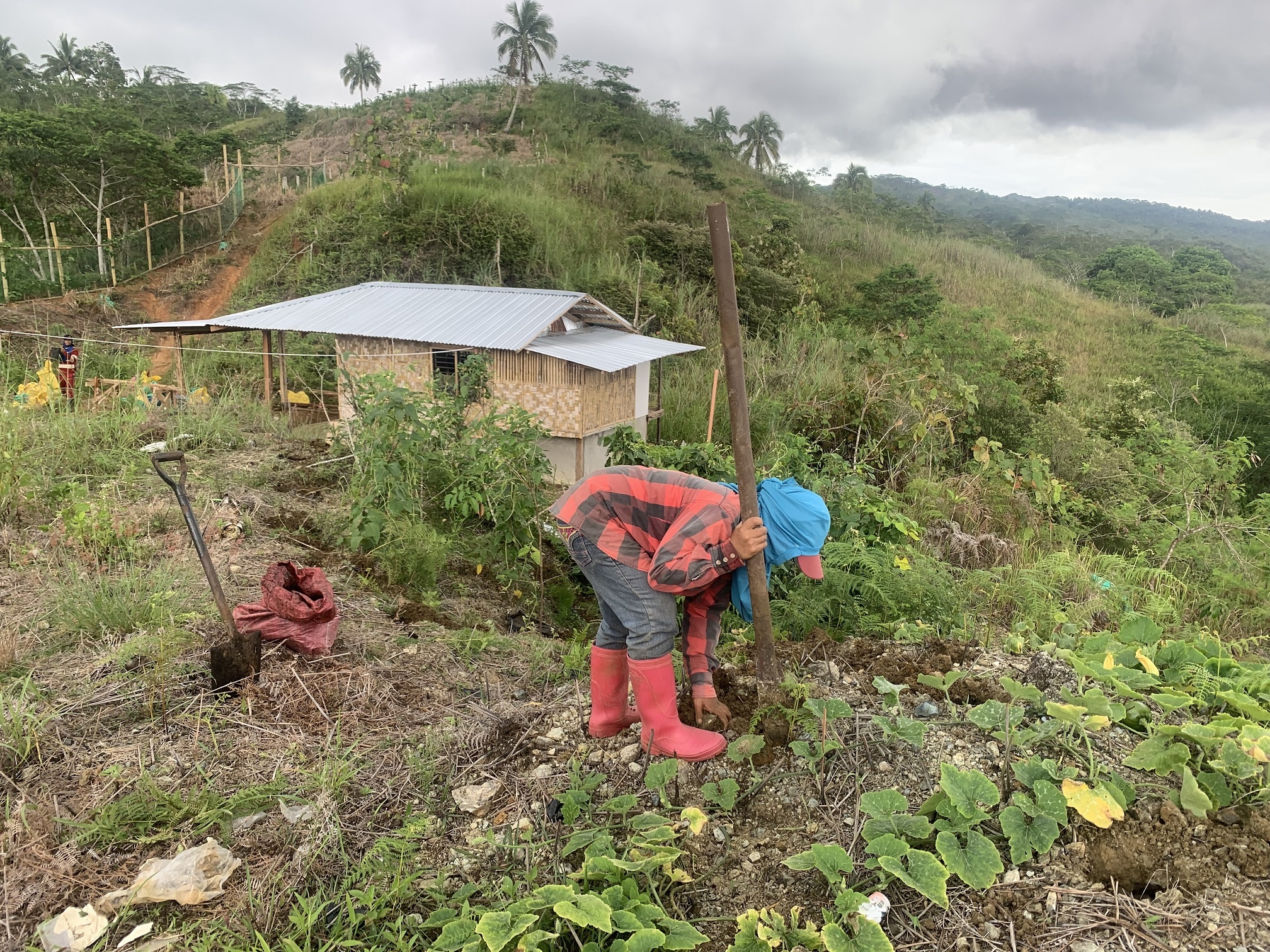 Fruit and Timber Tree Seedlings for Biodiversity