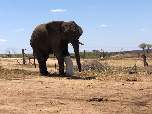 Fishan Brave Elephant who Survived a Fractured leg