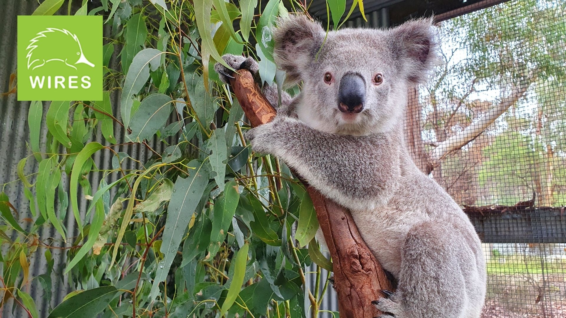 Your gifts MATCHED for desperate koalas!