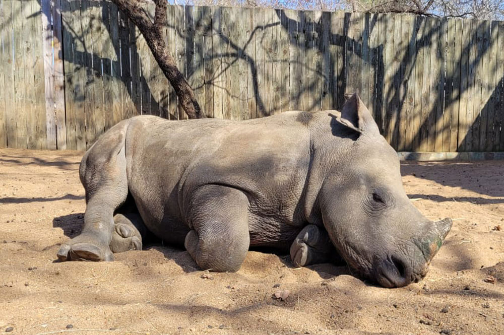 Help Raise Orphaned Baby Rhinos