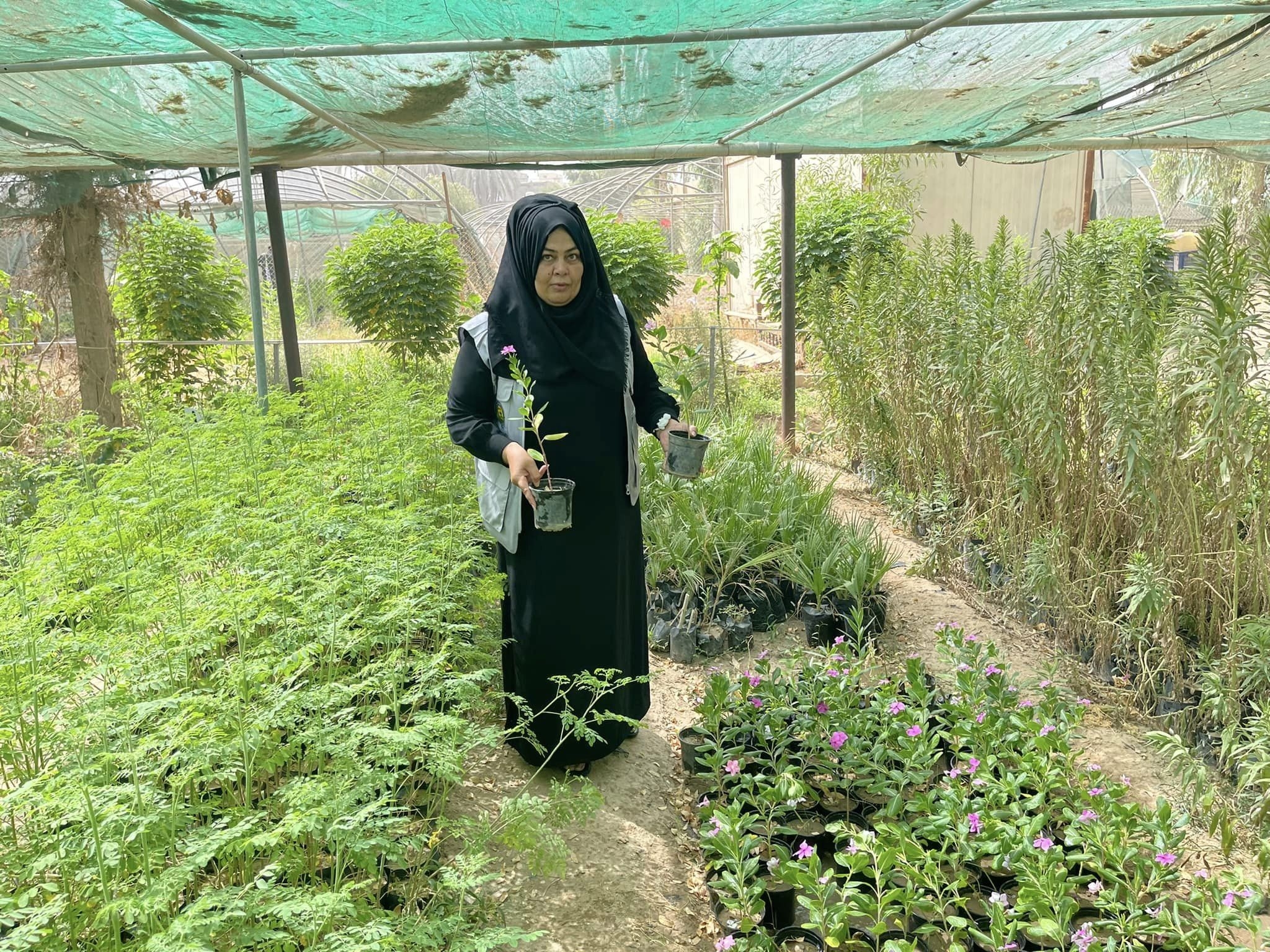 Plant 40,000 Trees In iraq
