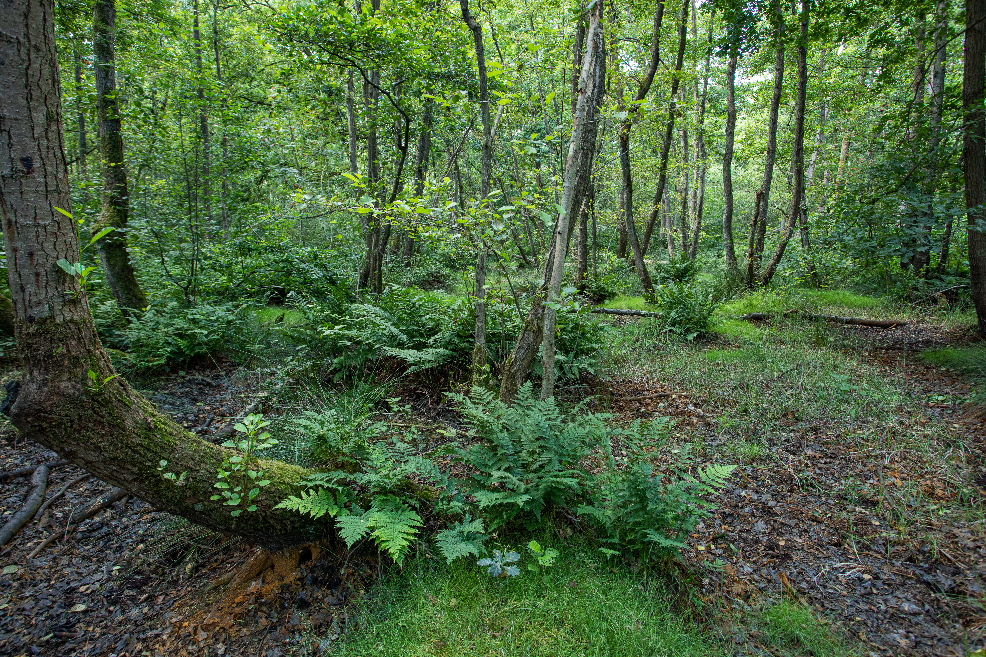 Natuurpunt Ham nature reserves