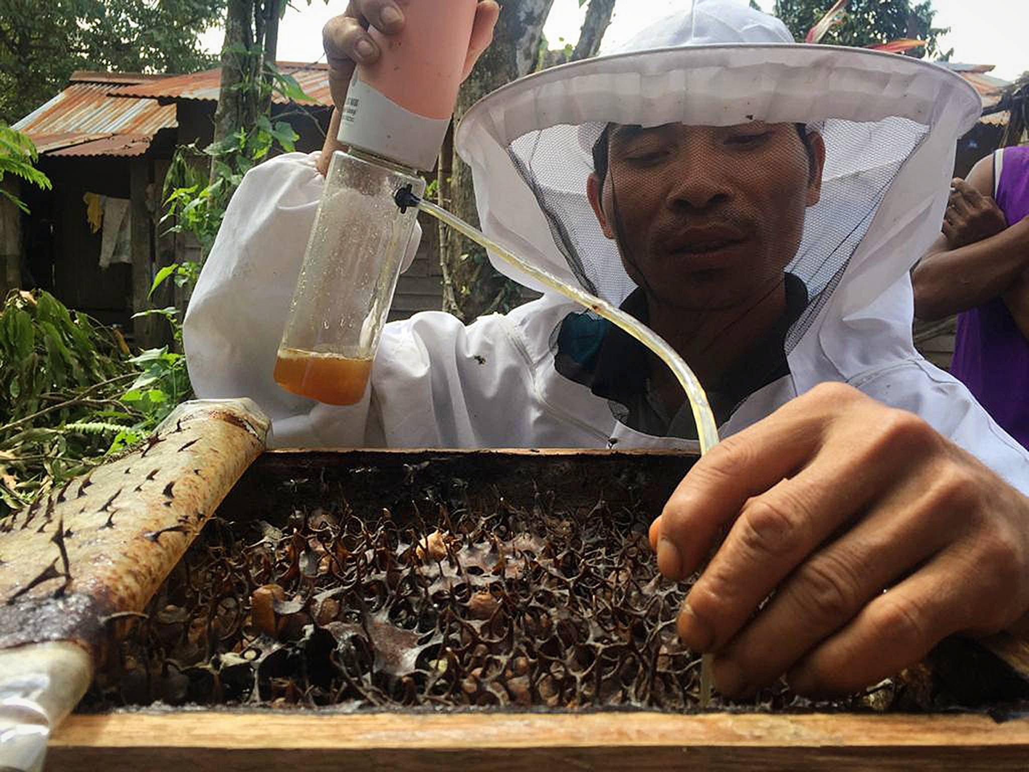 Beehives for life in the Bornean rainforest.