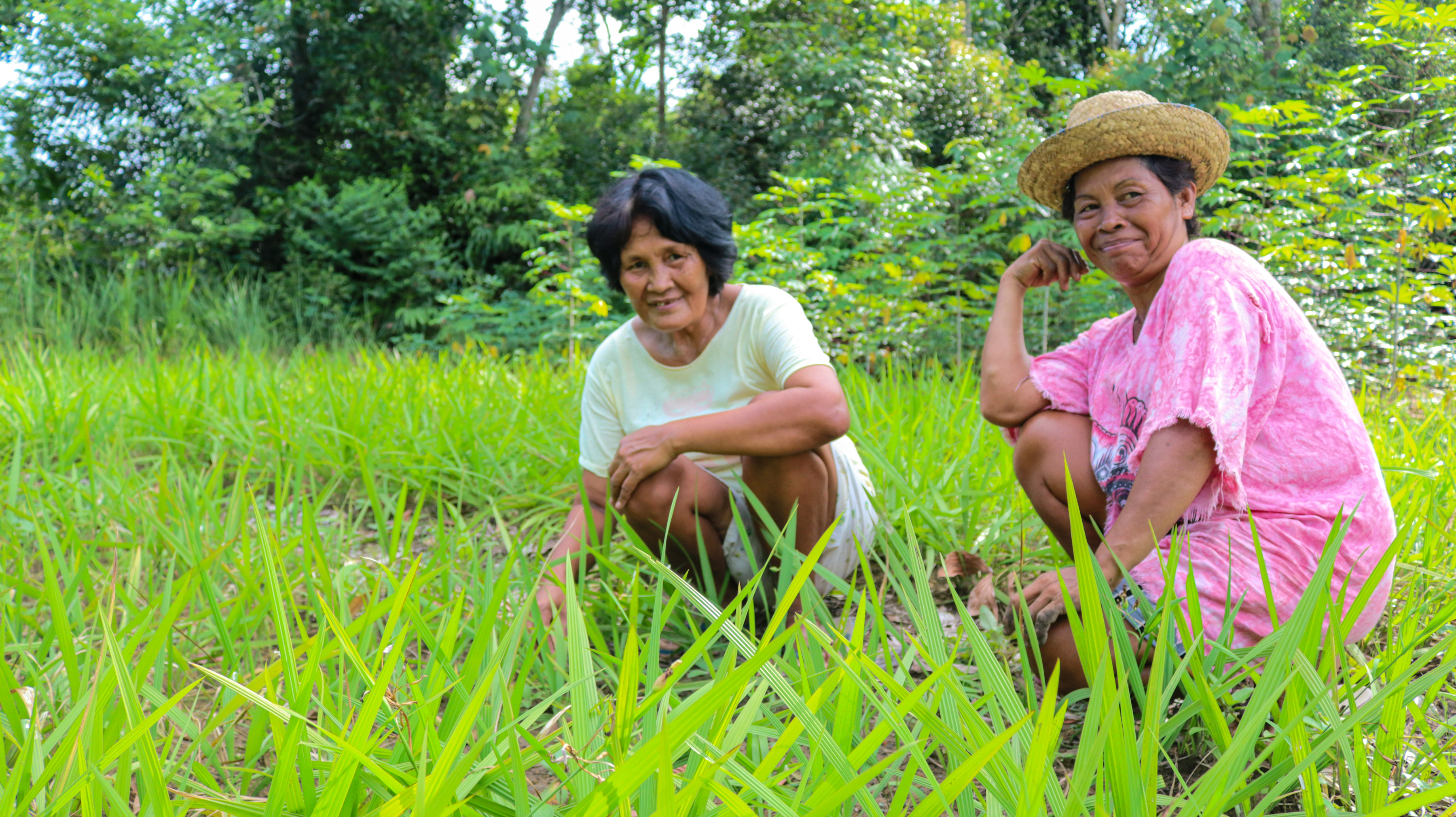 Resilience through agroforestry in Kalimantan