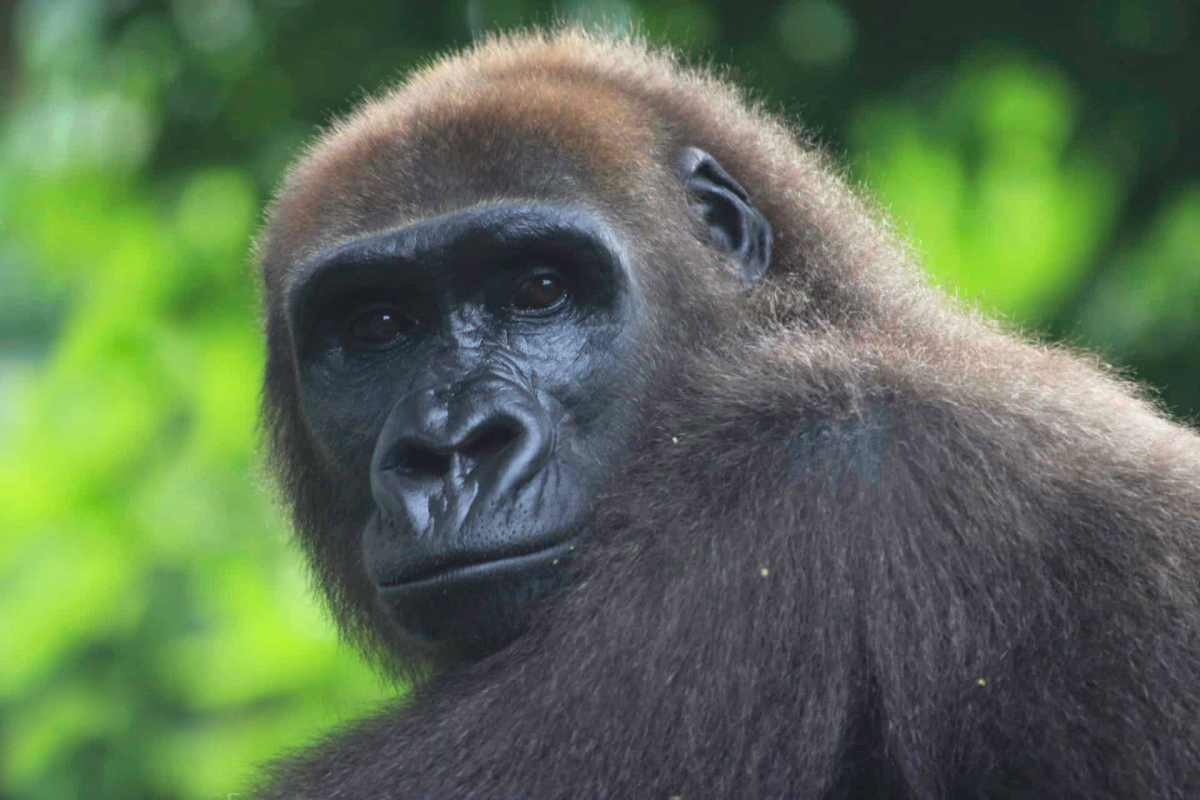 Save Africa's most endangered gorillas