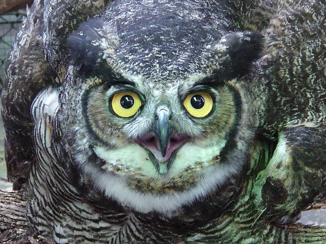 Wildlife Rescue Centre in Cerro Alux