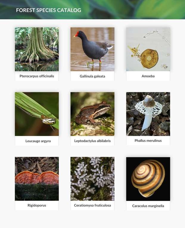 Promote Learning about a Unique Forest Ecosystem