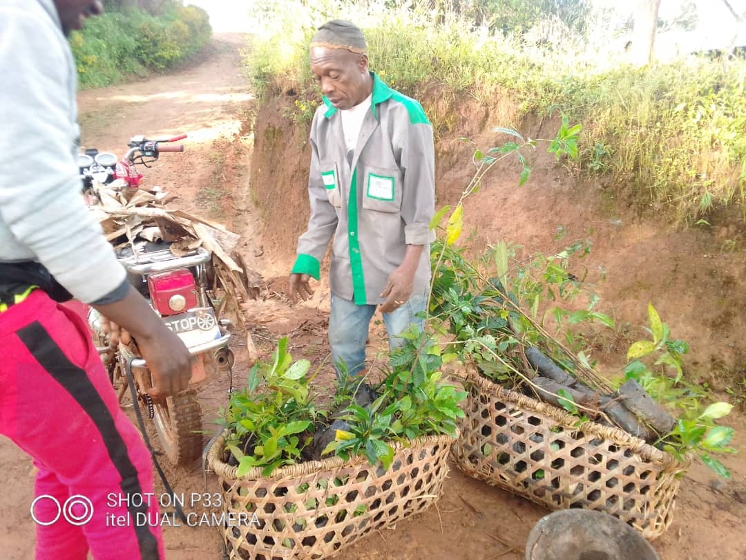 COMMUNITY TREE PLANTING INITIATIVE, CAMEROON.